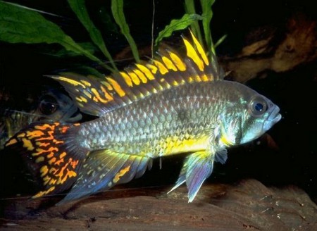 Cichlidka kakadu